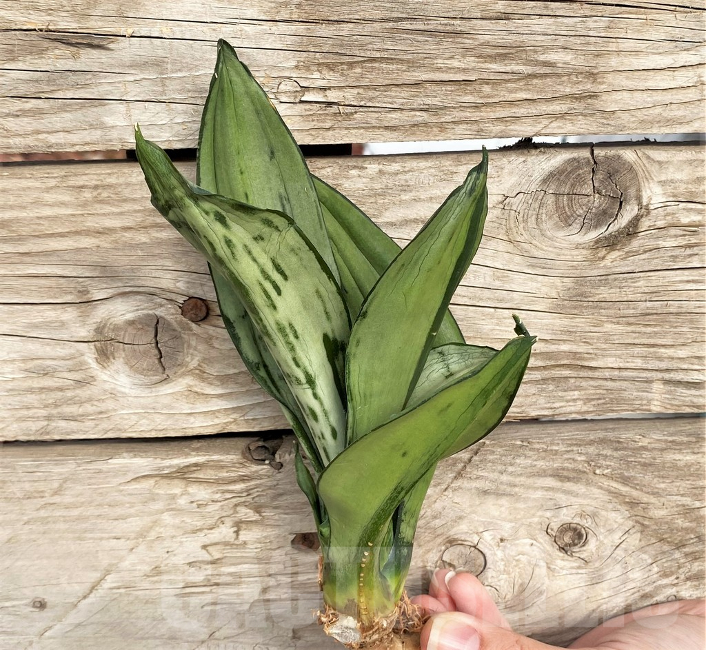 SHPR42707 Sansevieria 'Brazilian Moonshine'