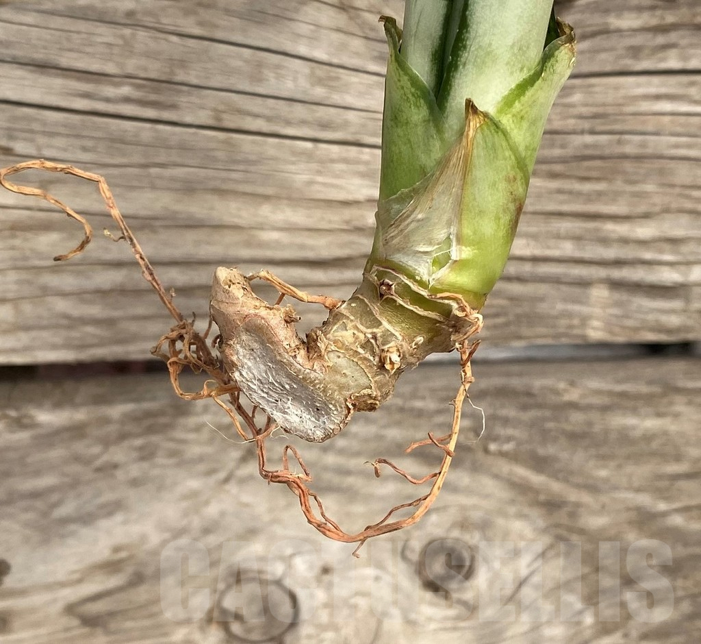 SHPR42708 Sansevieria 'Brazilian Moonshine' - Imagen 2