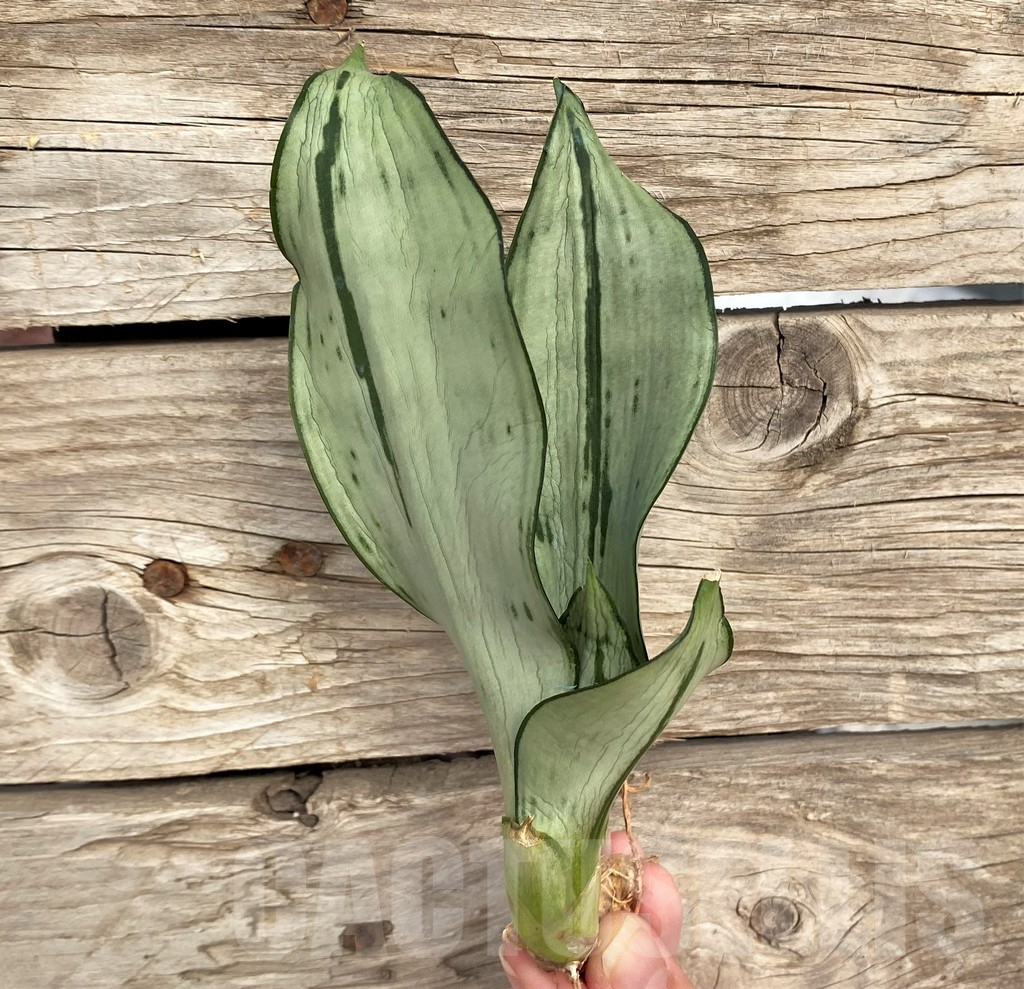 SHPR42708 Sansevieria 'Brazilian Moonshine'