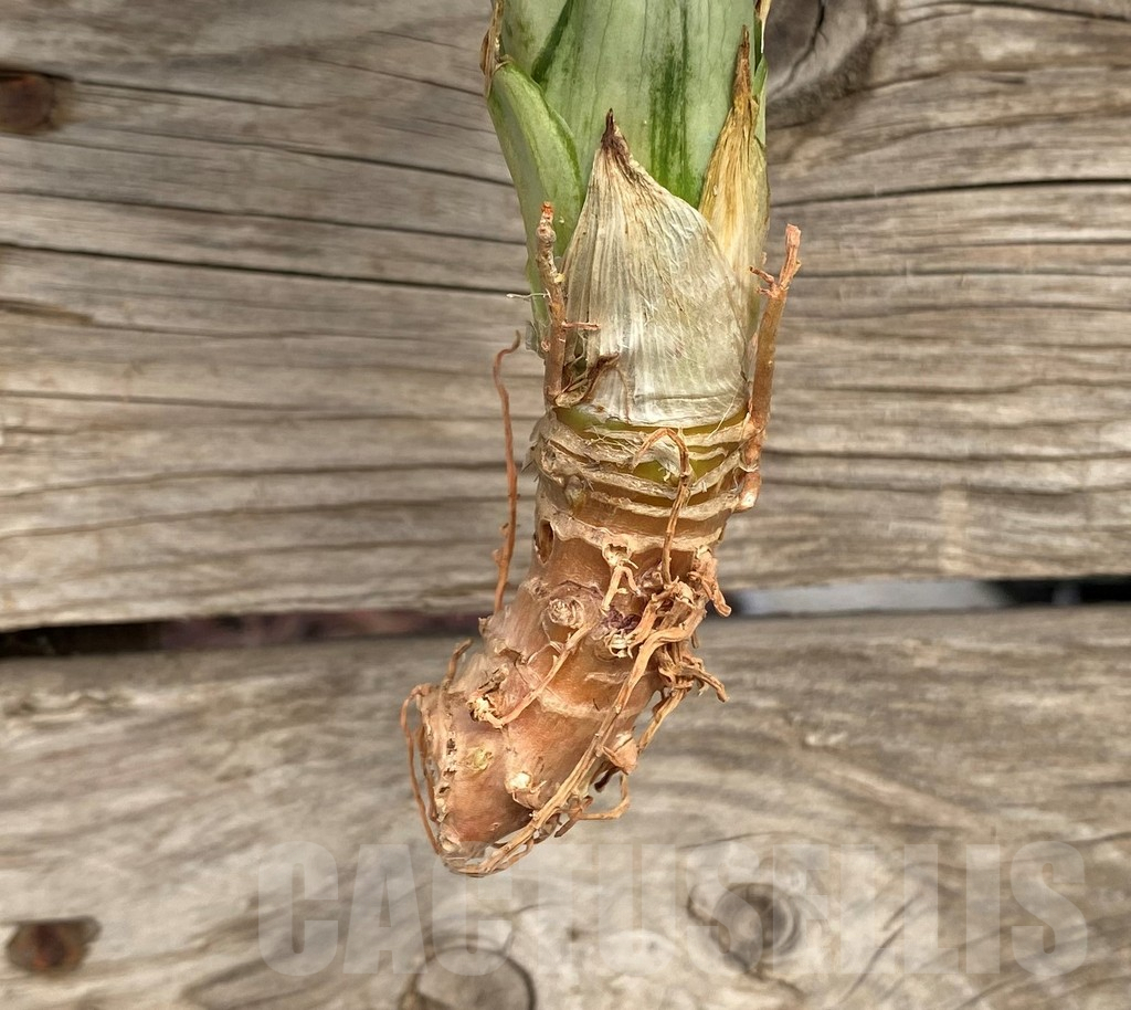 SHPR42709 Sansevieria 'Brazilian Moonshine' – Bild 2