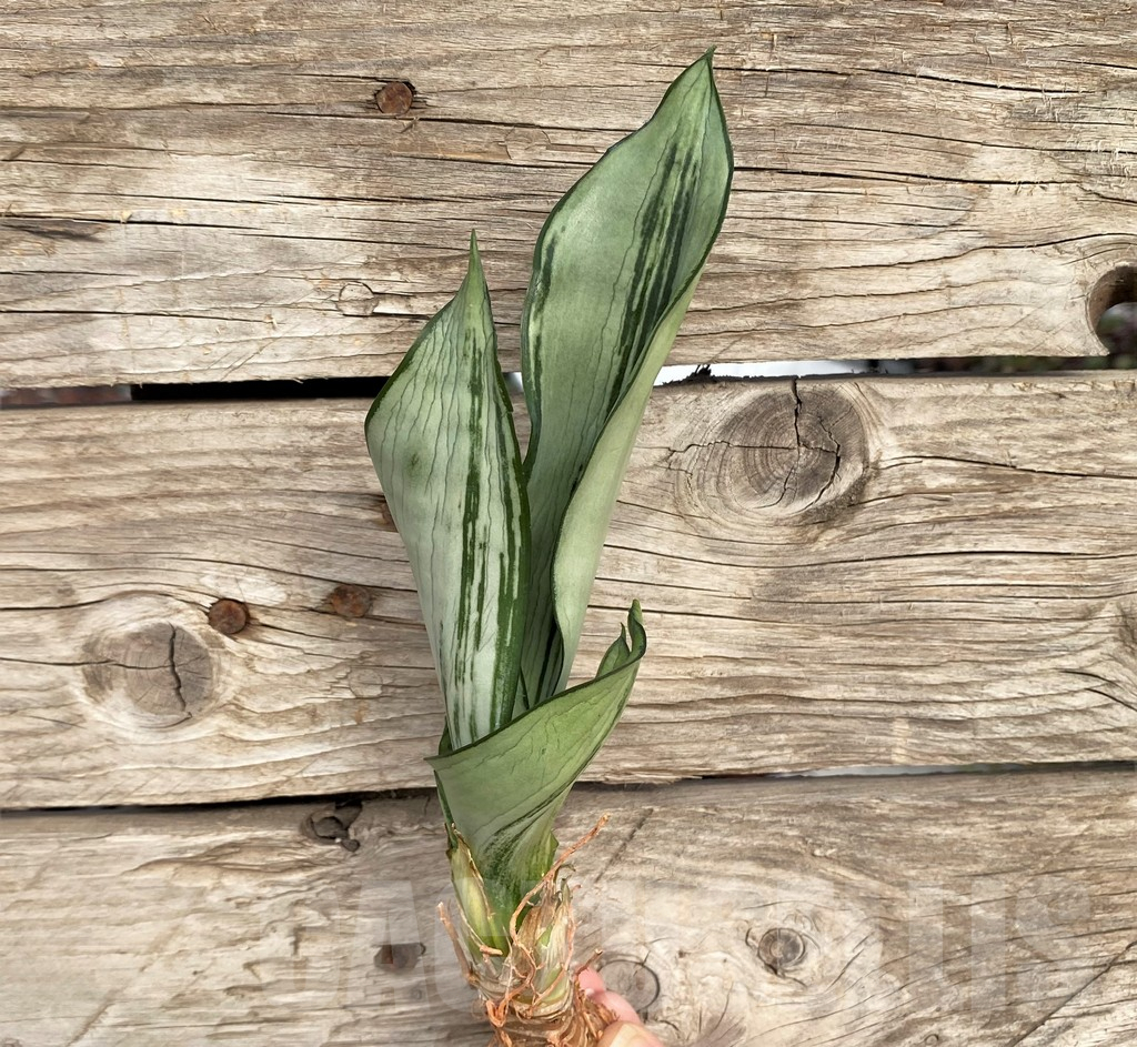 SHPR42709 Sansevieria 'Brazilian Moonshine'