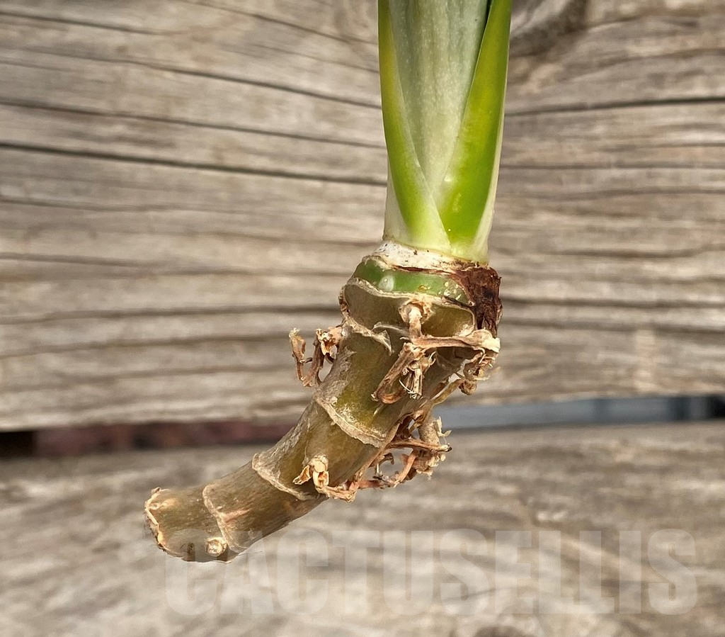 SHPR42711 Sansevieria ‘Assalam’ - Image 3