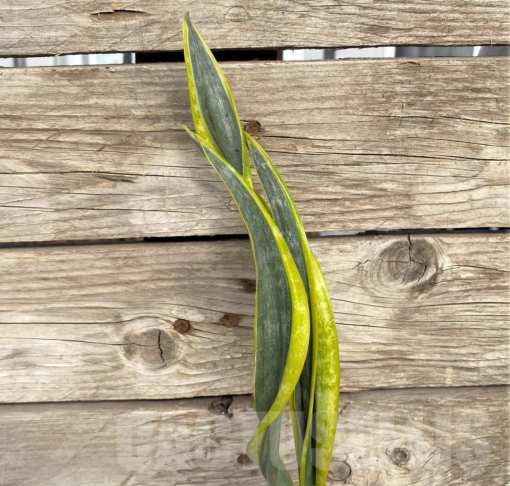 SHPR42711 Sansevieria ‘Assalam’