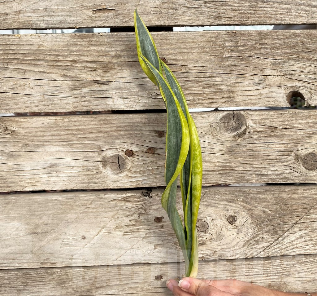 SHPR42711 Sansevieria ‘Assalam’ - Image 2