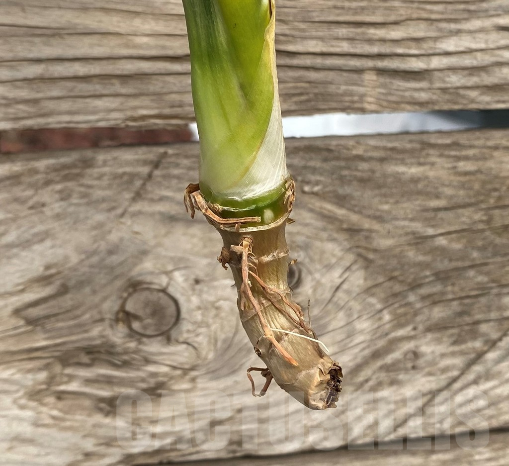 SHPR42712 Sansevieria ‘Assalam’ - immagine 3