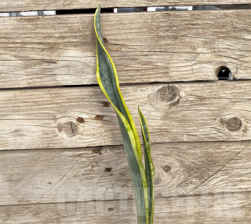 SHPR42712 Sansevieria ‘Assalam’