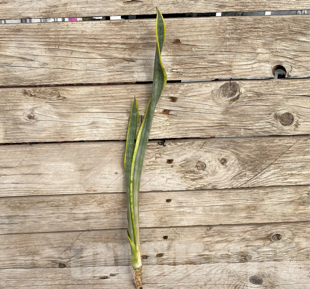 SHPR42712 Sansevieria ‘Assalam’ - immagine 2