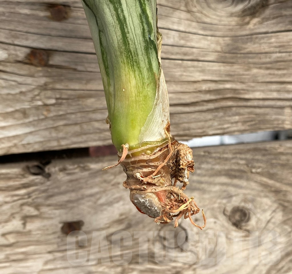SHPR42702 Sansevieria 'Brazilian Moonshine' – Bild 3
