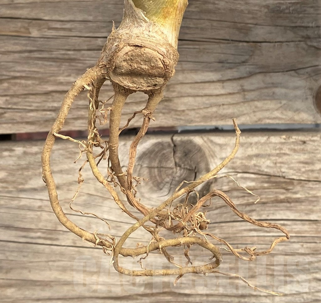 SHPR42648 Sansevieria kirkii f. variegata - Imagen 2