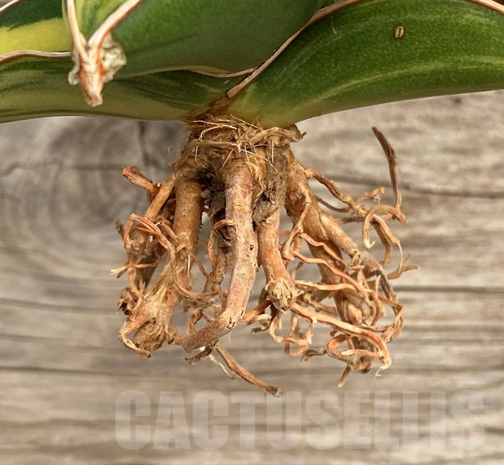 SHPR42669 Sansevieria ‘Samurai Dwarf’ f. variegata - Зображення 2