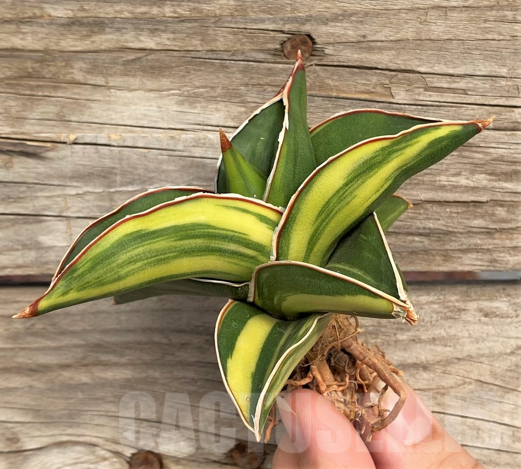 SHPR42669 Sansevieria 'Samurai Dwarf' f. variegata – Cactus-online