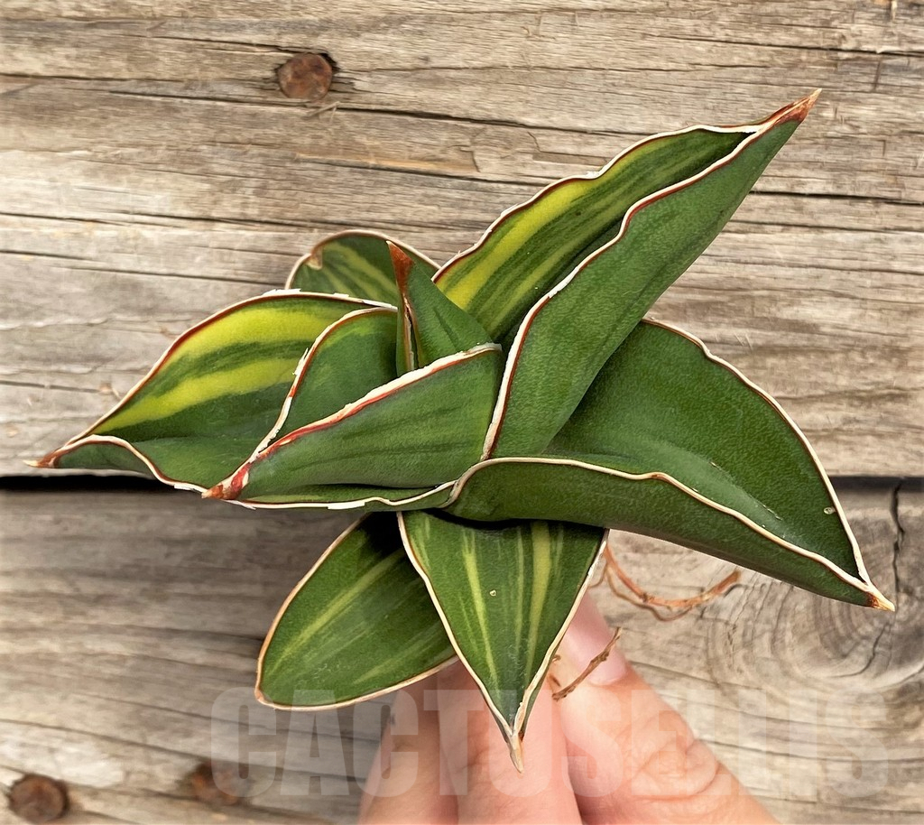 SHPR42669 Sansevieria ‘Samurai Dwarf’ f. variegata - Зображення 3