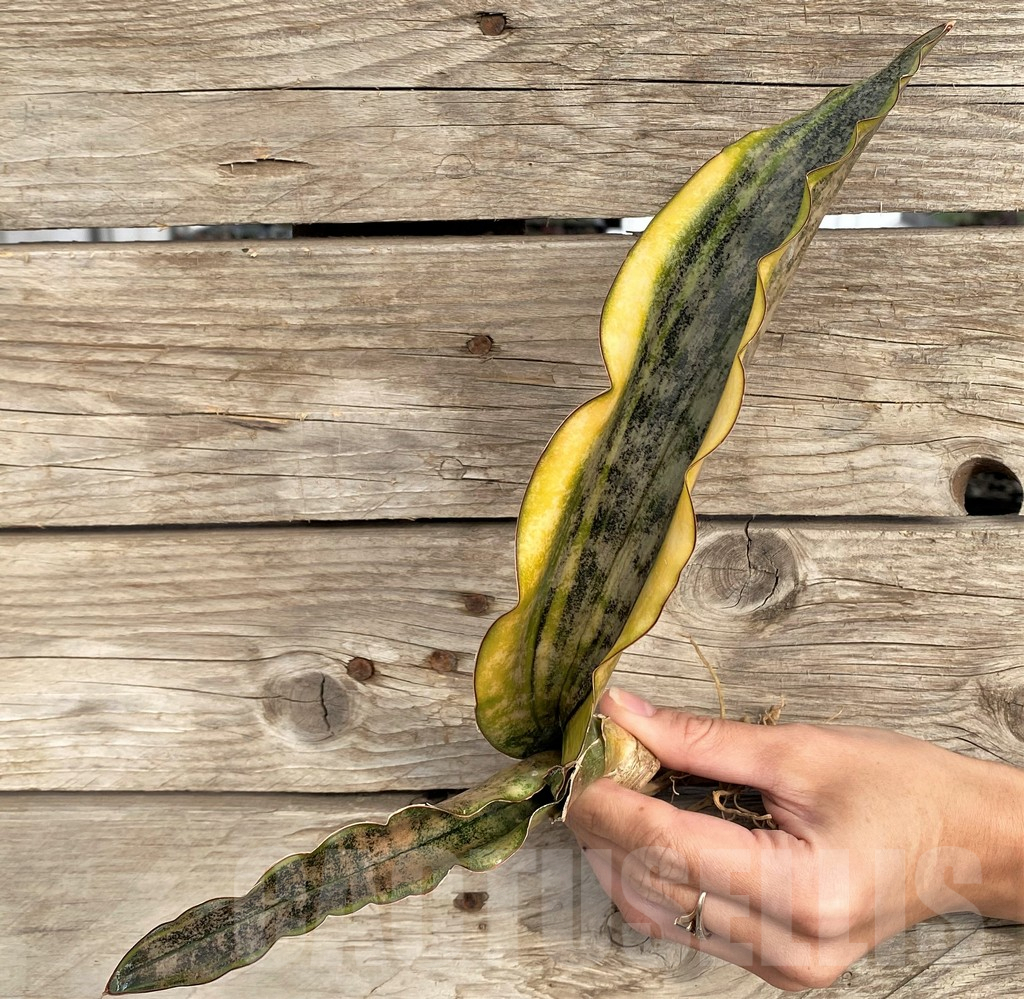 SHPR42648 Sansevieria kirkii f. variegata