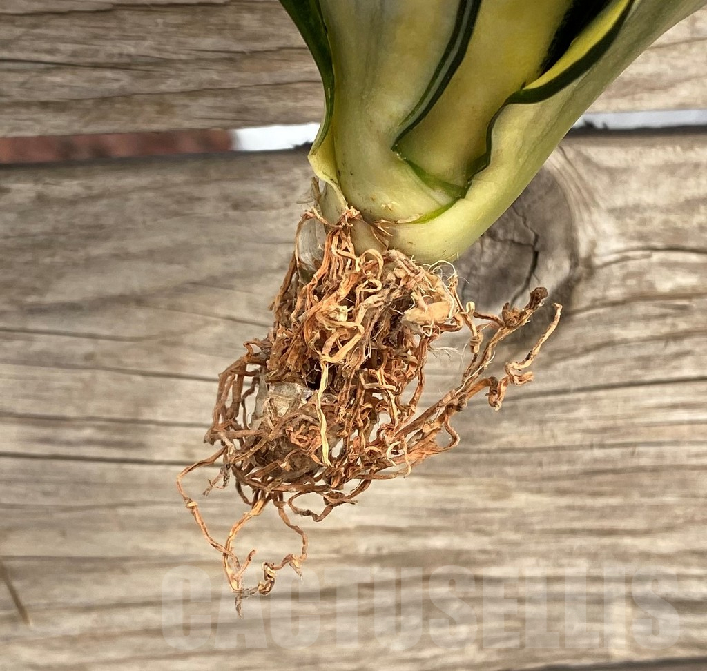 SHPR42673 Sansevieria 'Hahnii zebra' - Image 4