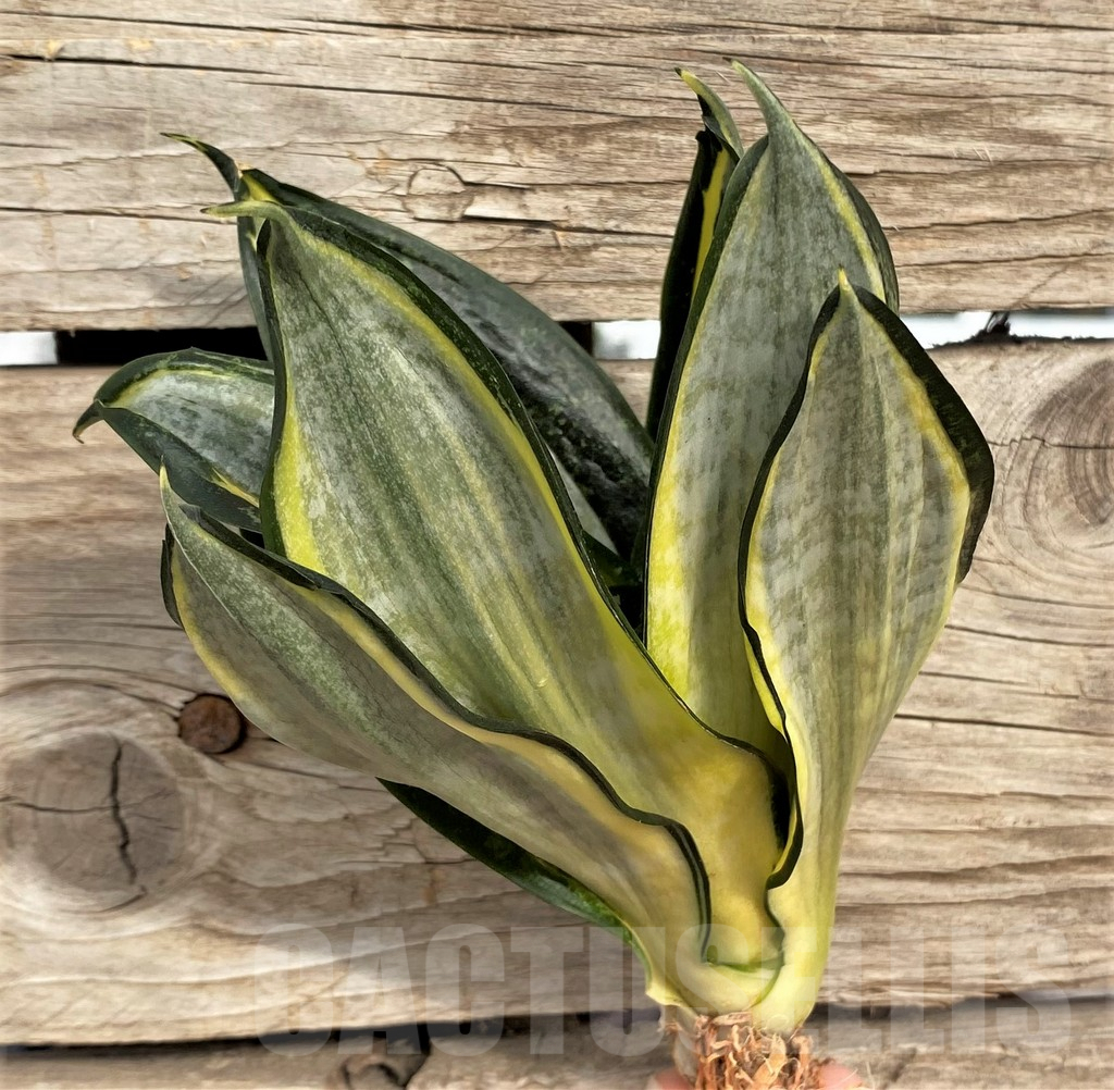 SHPR42673 Sansevieria 'Hahnii zebra' - Image 3