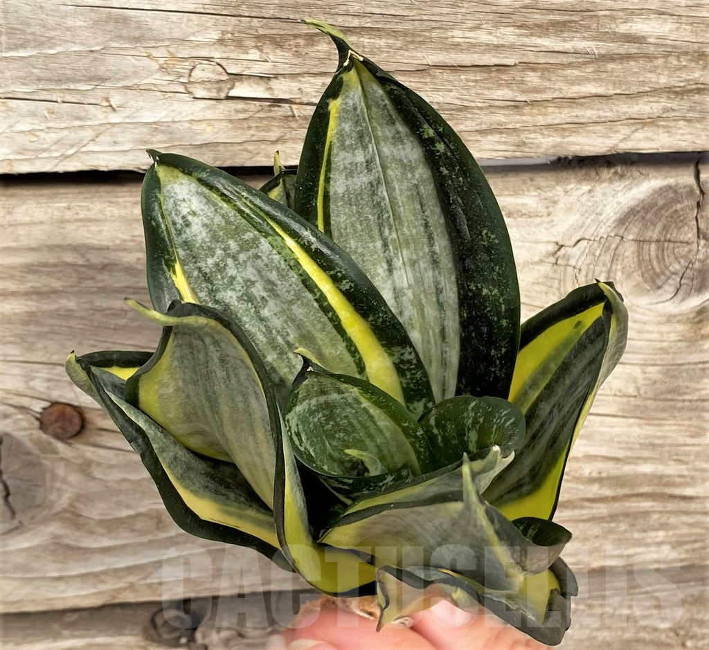 SHPR42673 Sansevieria 'Hahnii zebra' - Image 2