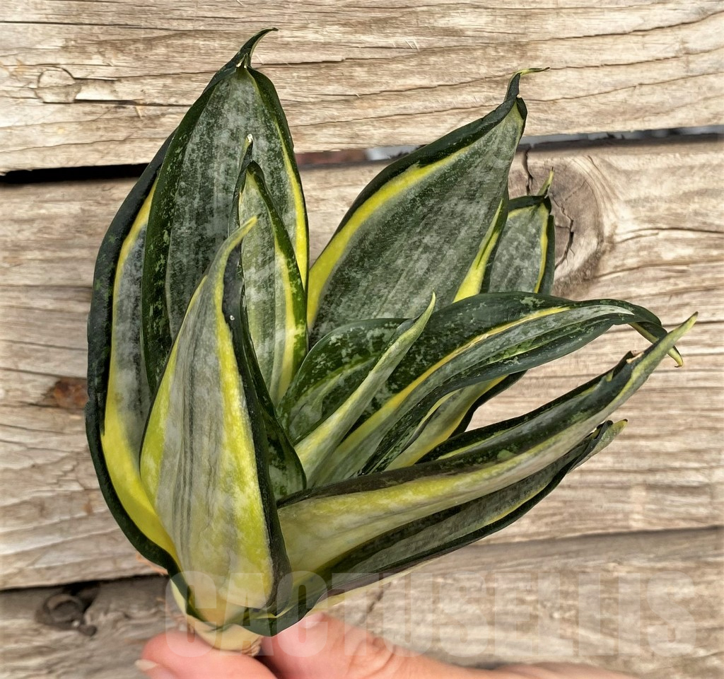 SHPR42673 Sansevieria 'Hahnii zebra'
