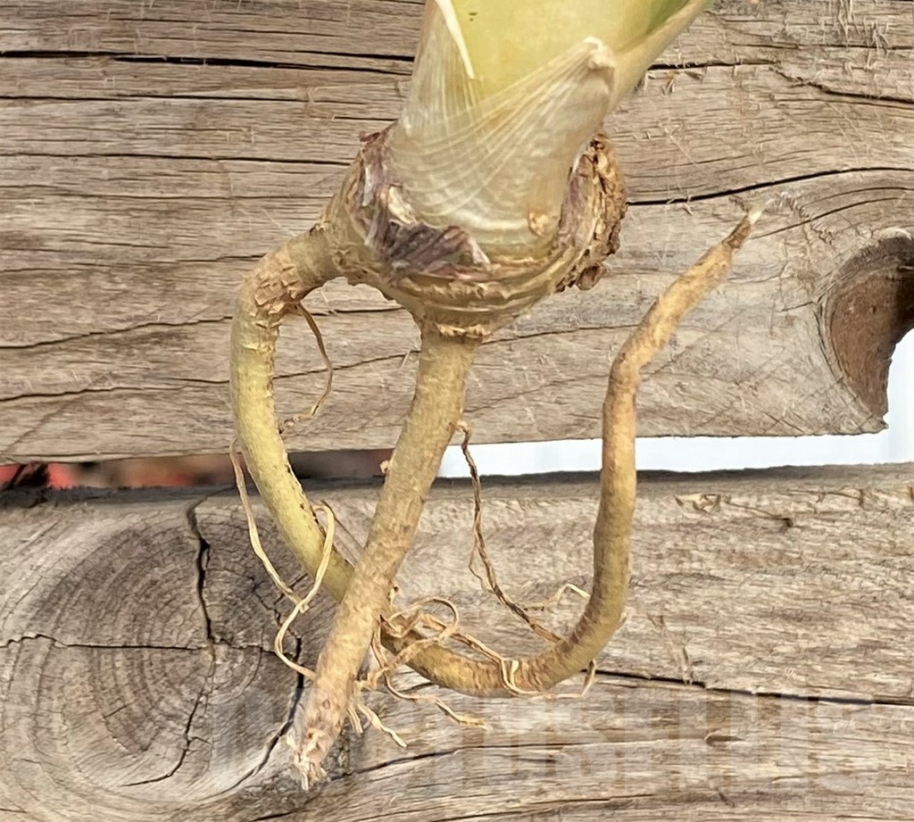 SHPR42649 Sansevieria kirkii f. variegata - Image 3