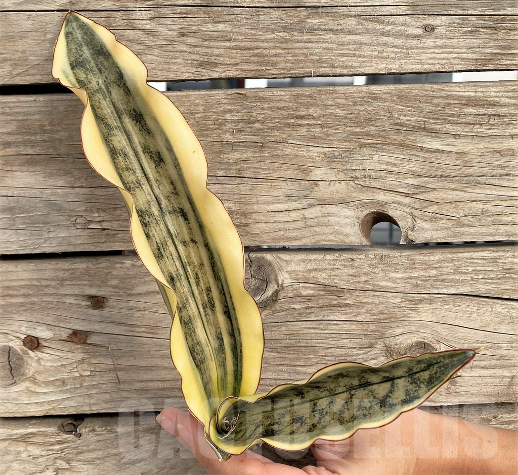 SHPR42649 Sansevieria kirkii f. variegata