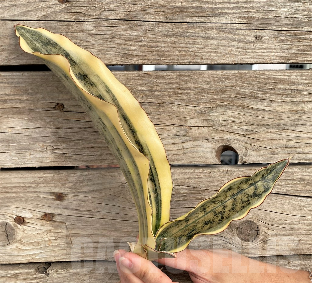 SHPR42649 Sansevieria kirkii f. variegata - Image 2