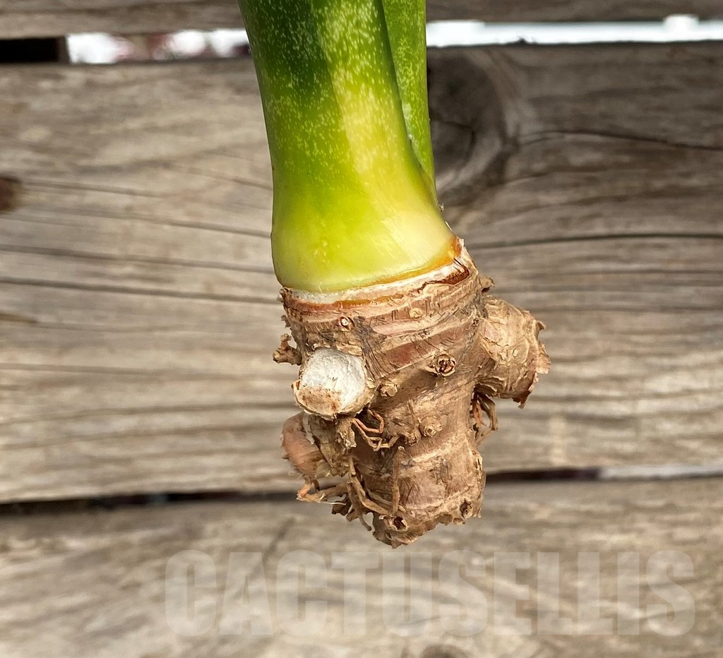 SHPR42684 Sansevieria 'Moonshine' - Imagen 2