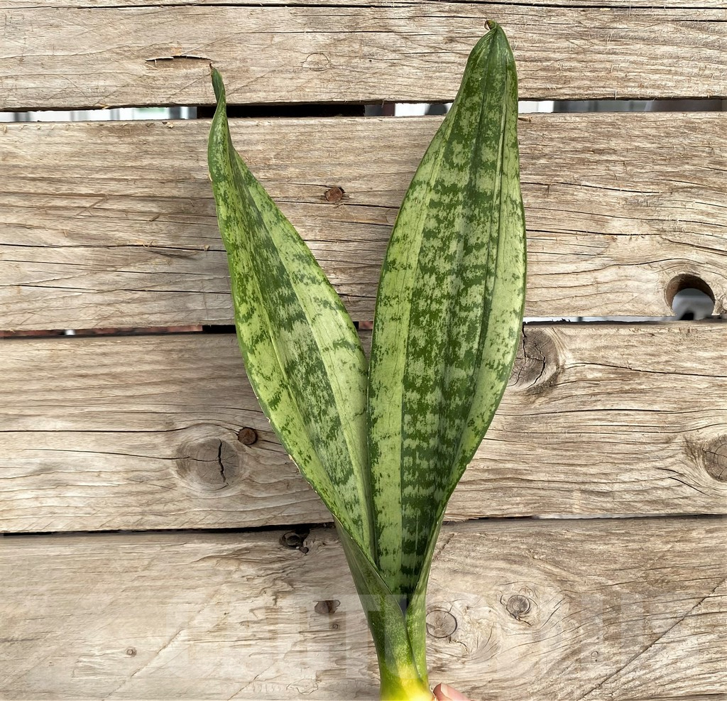 SHPR42684 Sansevieria 'Moonshine'