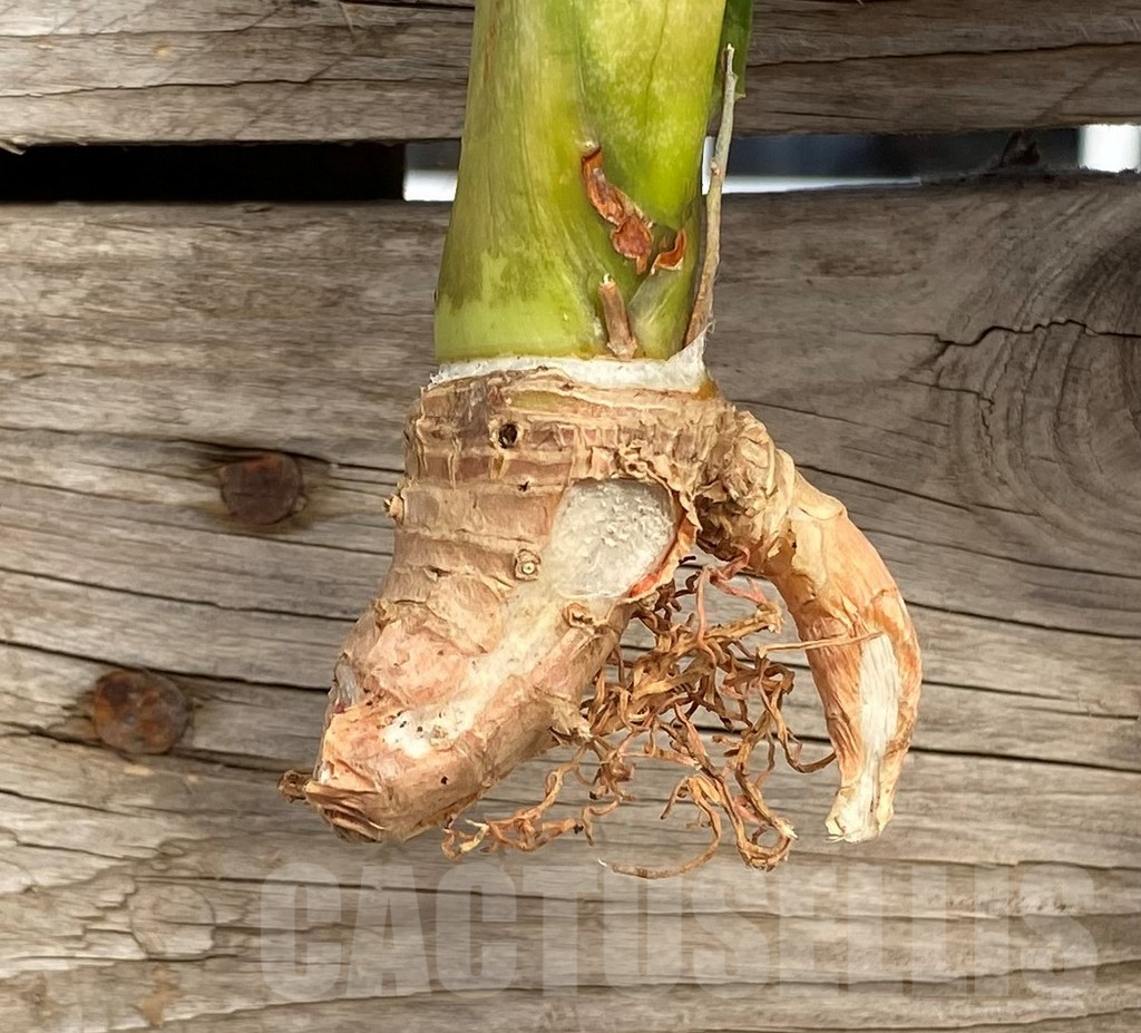 SHPR42685 Sansevieria 'Moonshine' - Imagen 2