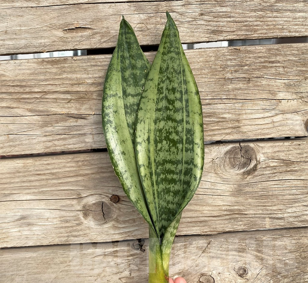SHPR42685 Sansevieria 'Moonshine'