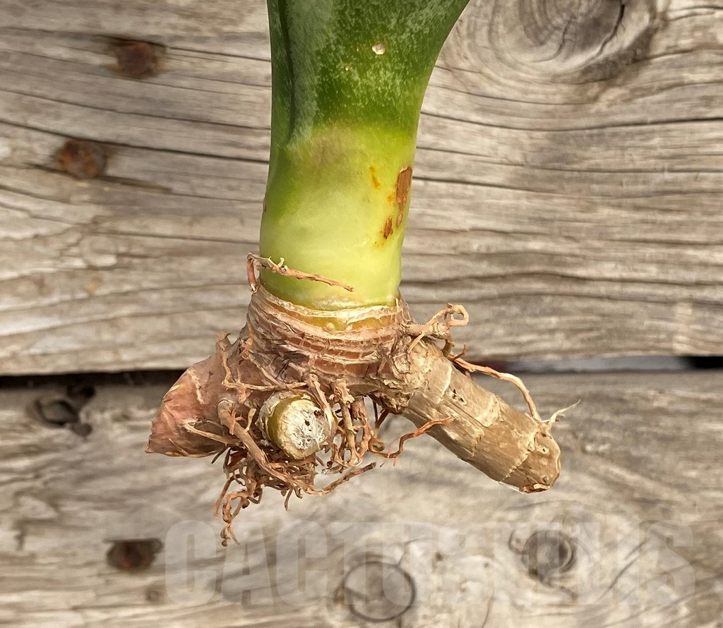 SHPR42686 Sansevieria 'Moonshine' – Bild 2