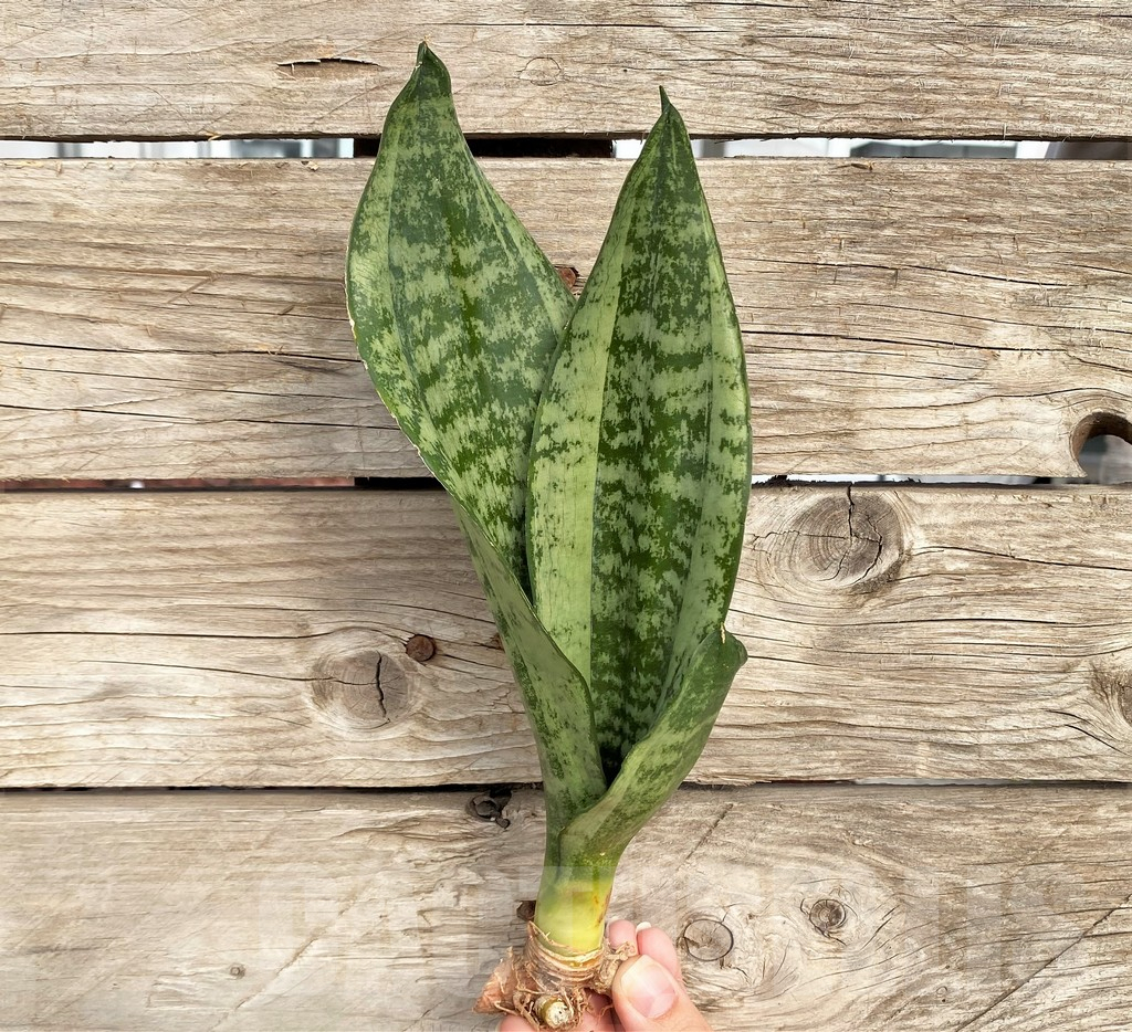 SHPR42686 Sansevieria 'Moonshine'
