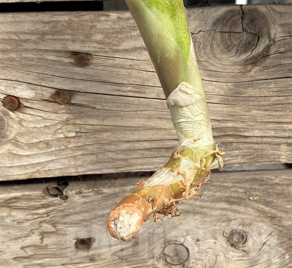 SHPR42688 Sansevieria 'Yellowstone' - immagine 2