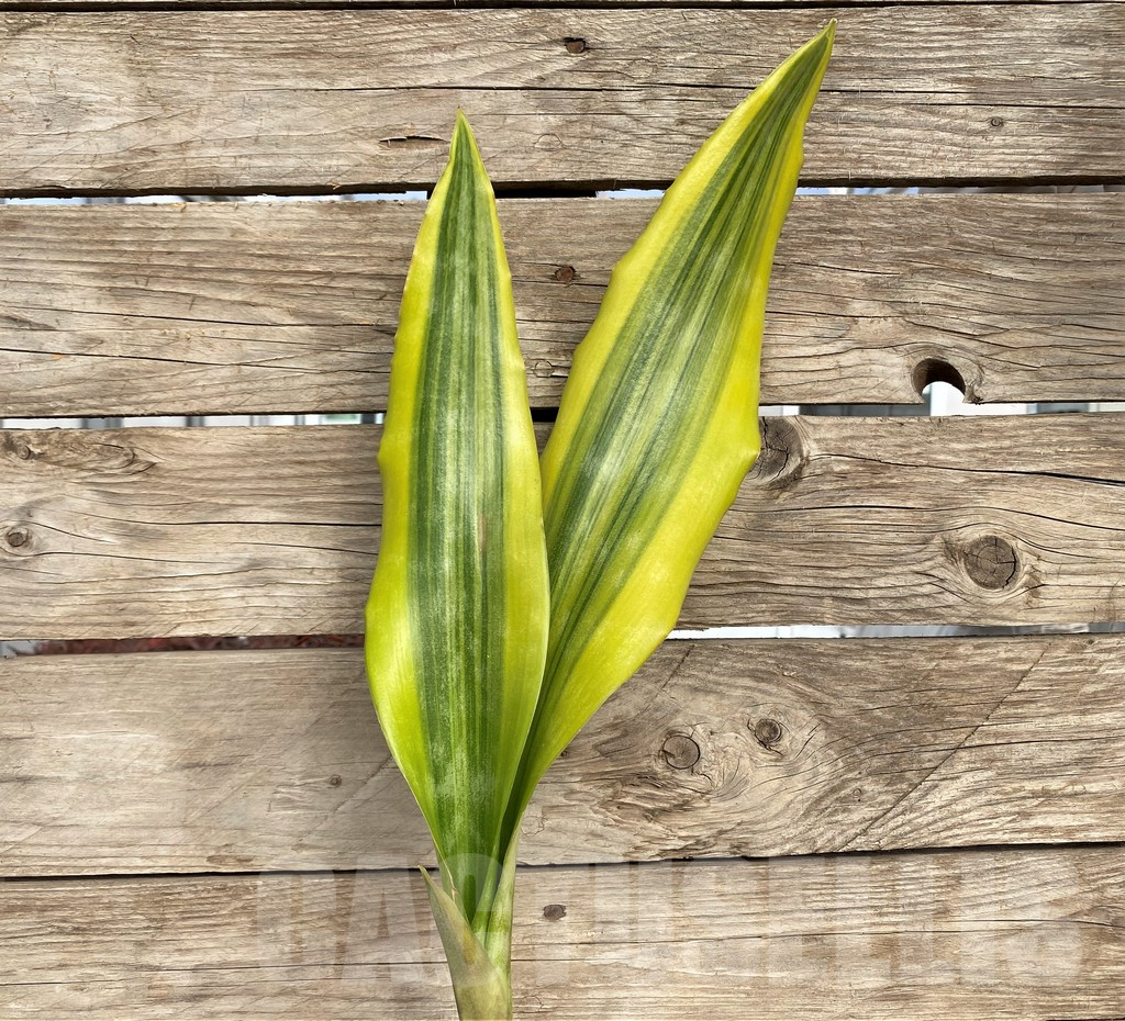 SHPR42688 Sansevieria 'Yellowstone'