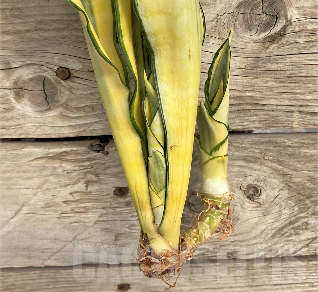 SHPR42696 Sansevieria 'Asahi' - Image 2