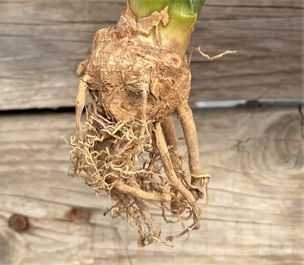 SHPR42653 Sansevieria kirkii f. variegata - Obrázek 2