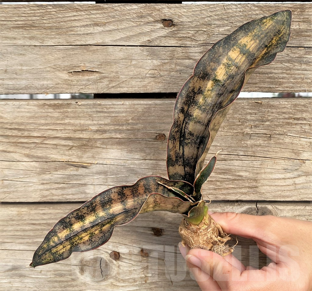 SHPR42653 Sansevieria kirkii f. variegata