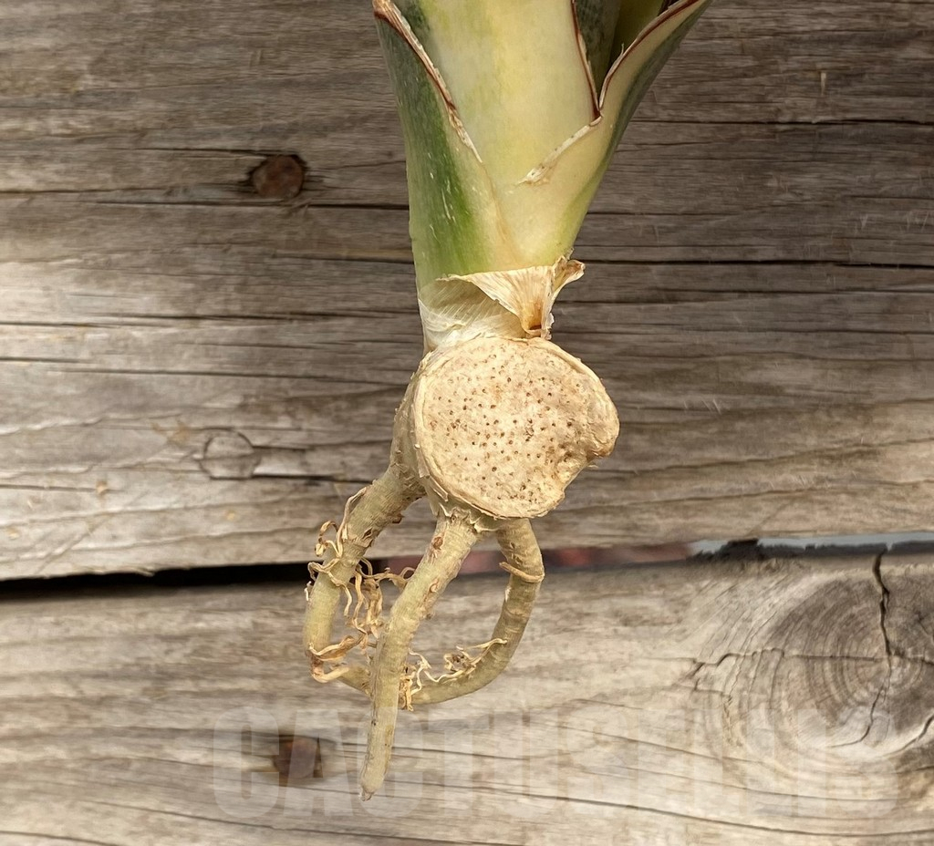 SHPR42654 Sansevieria kirkii f. variegata - Image 3