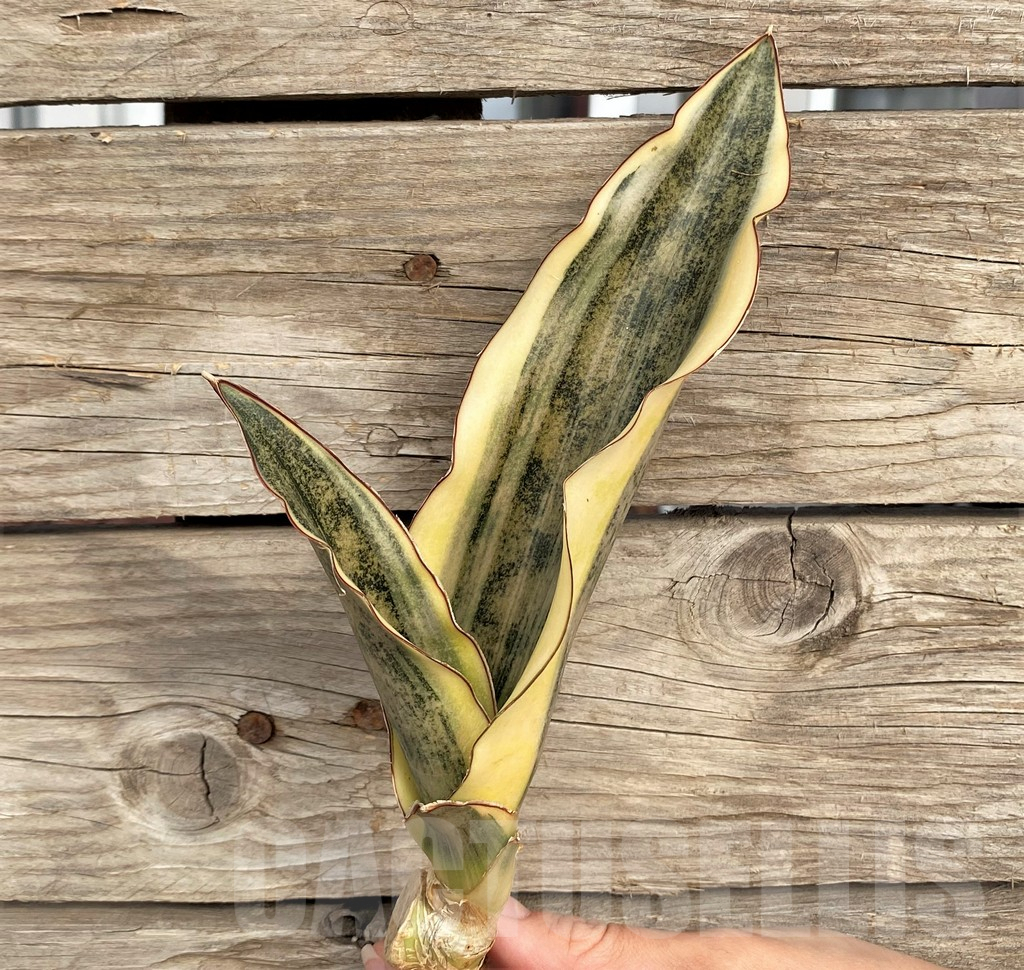 SHPR42654 Sansevieria kirkii f. variegata - Image 2
