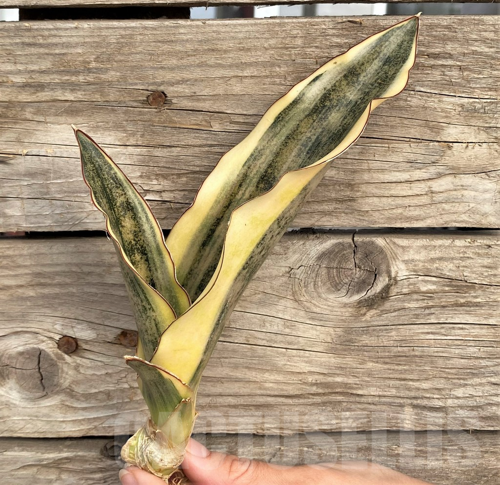 SHPR42654 Sansevieria kirkii f. variegata