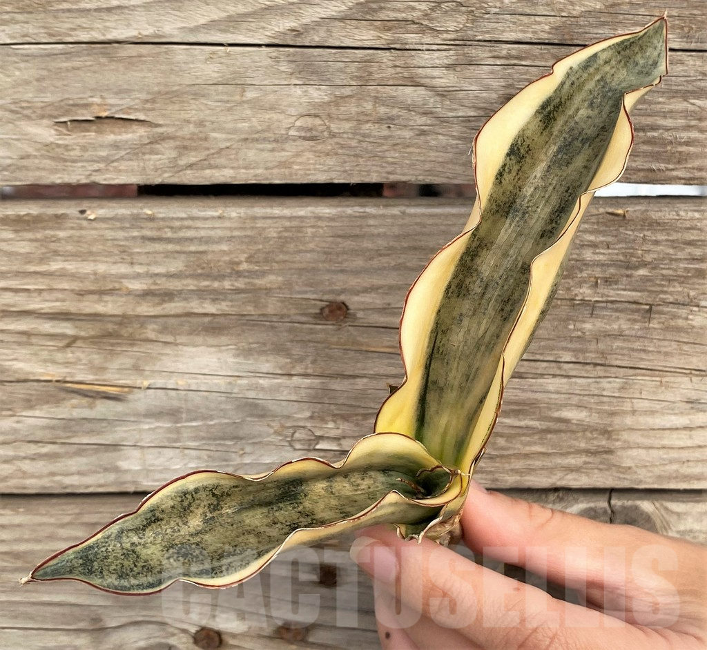 SHPR42655 Sansevieria kirkii f. variegata