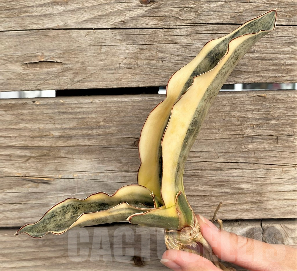 SHPR42655 Sansevieria kirkii f. variegata - immagine 3