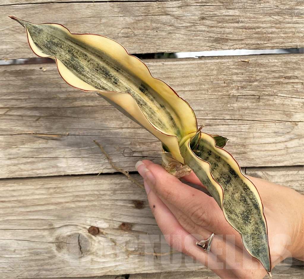 SHPR42655 Sansevieria kirkii f. variegata - immagine 2