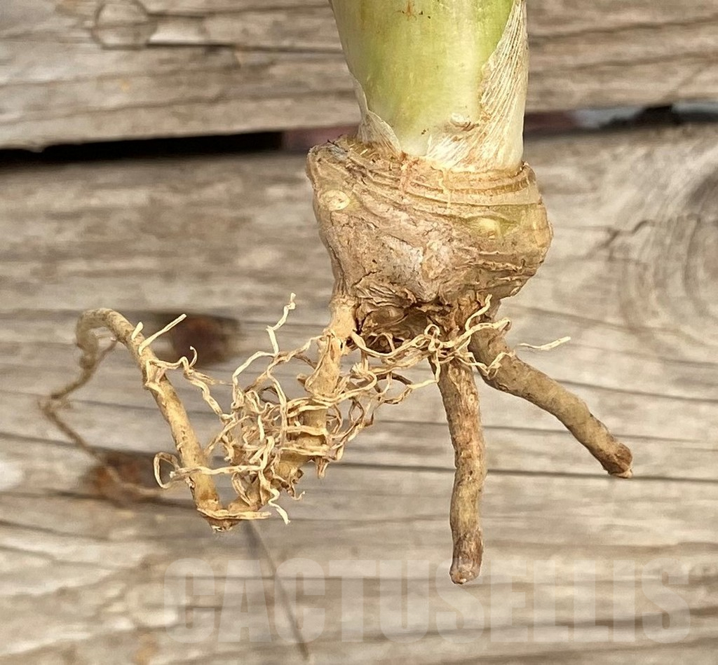 SHPR42656 Sansevieria kirkii f. variegata - immagine 2