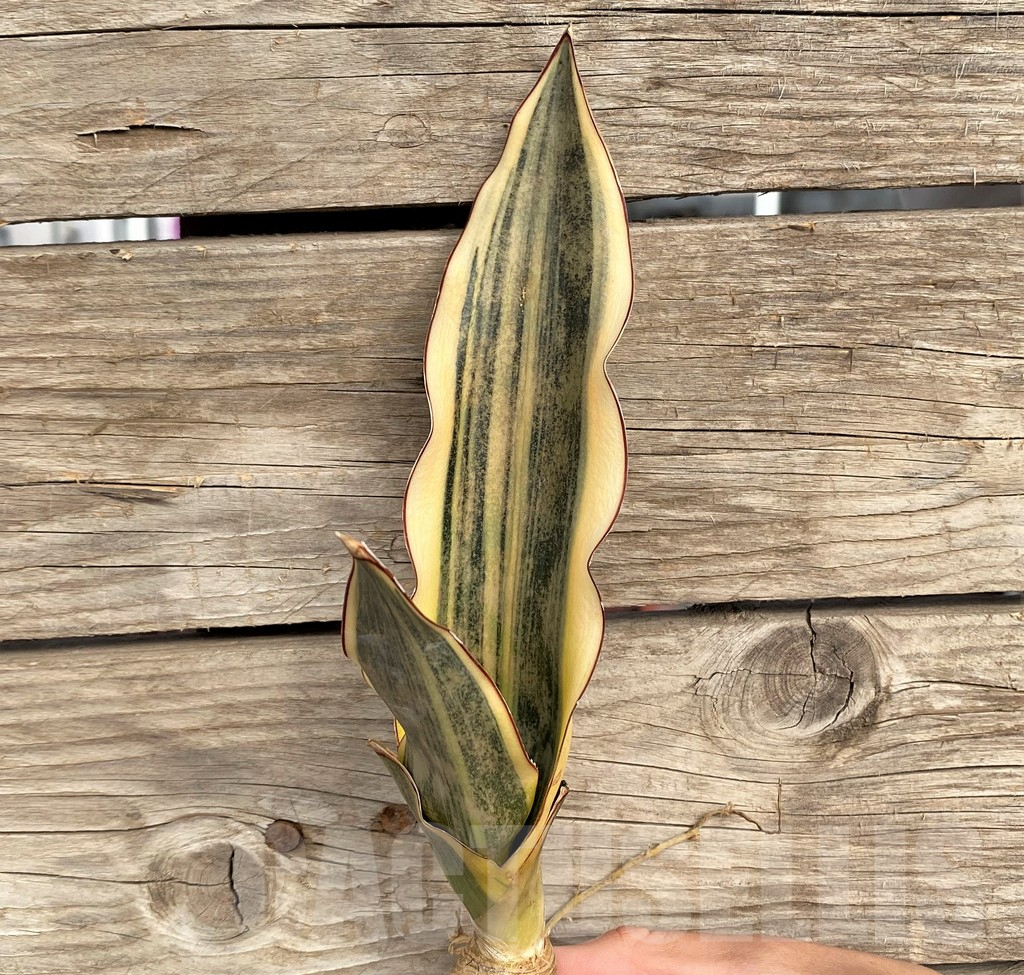 SHPR42656 Sansevieria kirkii f. variegata