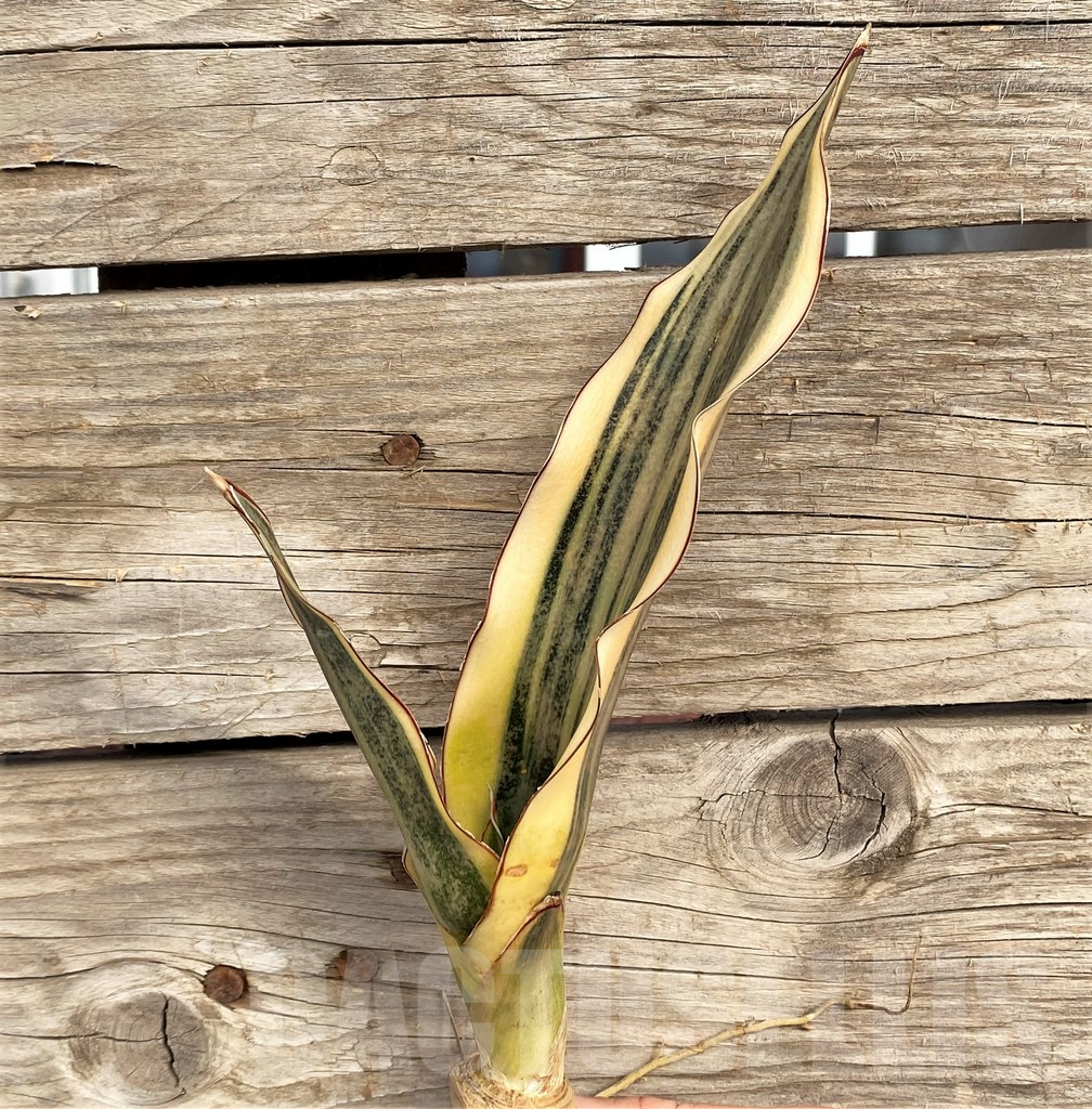 SHPR42656 Sansevieria kirkii f. variegata - immagine 3
