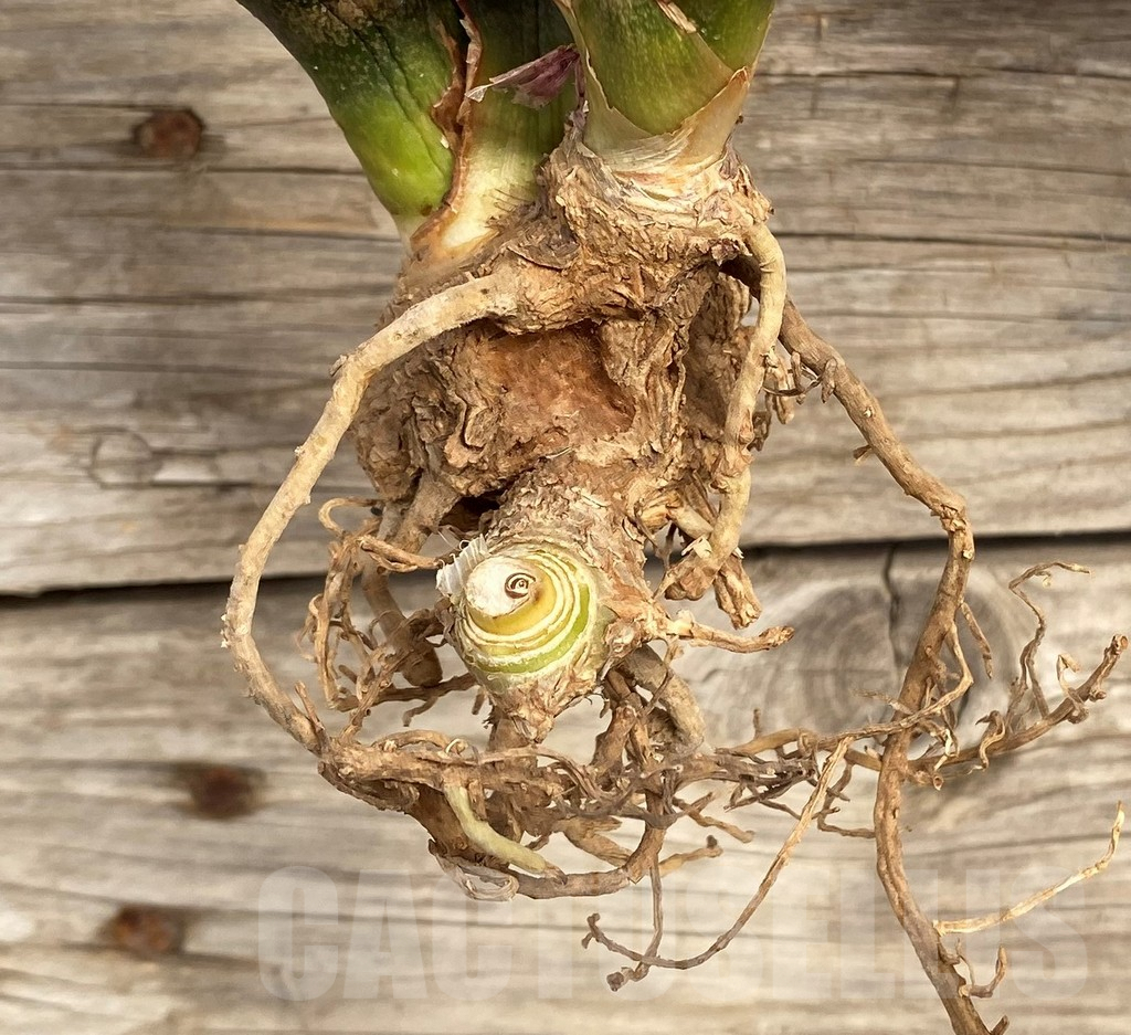 SHPR42657 Sansevieria kirkii variegata - Image 2