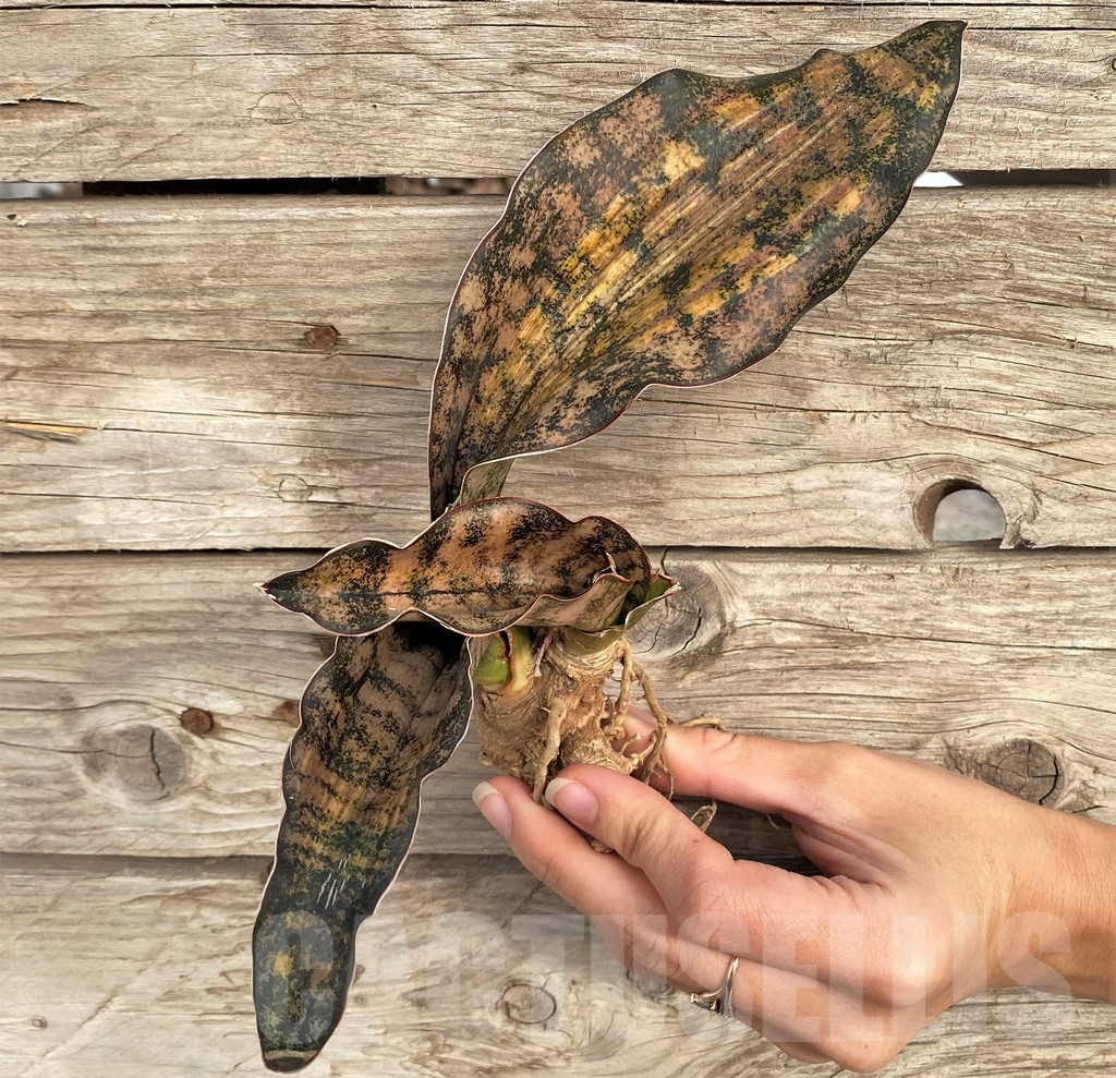 SHPR42657 Sansevieria kirkii variegata - Image 3