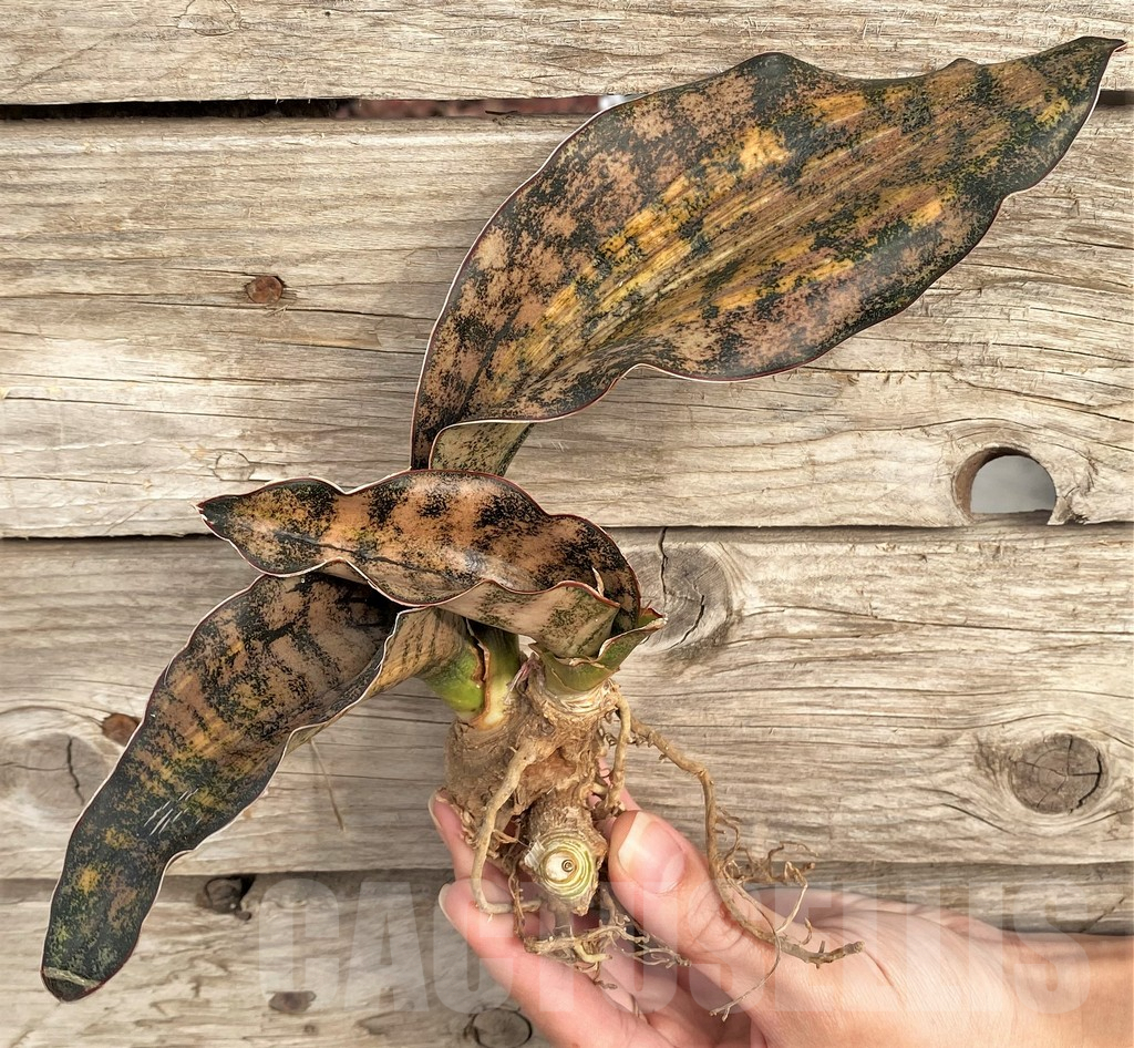 SHPR42657 Sansevieria kirkii variegata