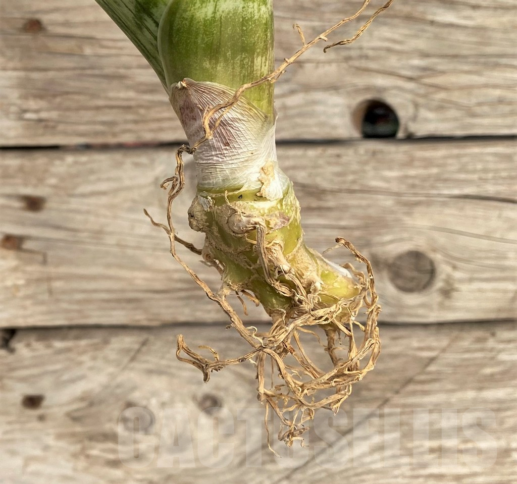 SHPR42647 Sansevieria 'Malawi Midnight' - Image 2
