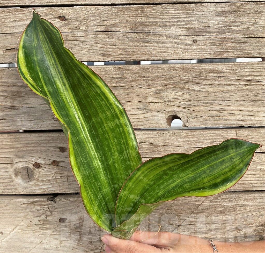 SHPR42647 Sansevieria 'Malawi Midnight'