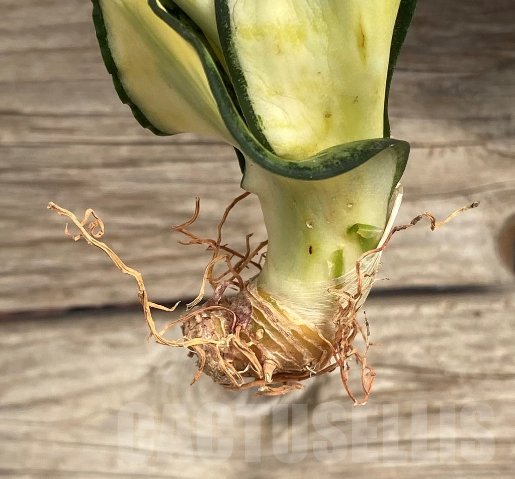 SHPR42662 Sansevieria 'Golden Wendy' - Зображення 3